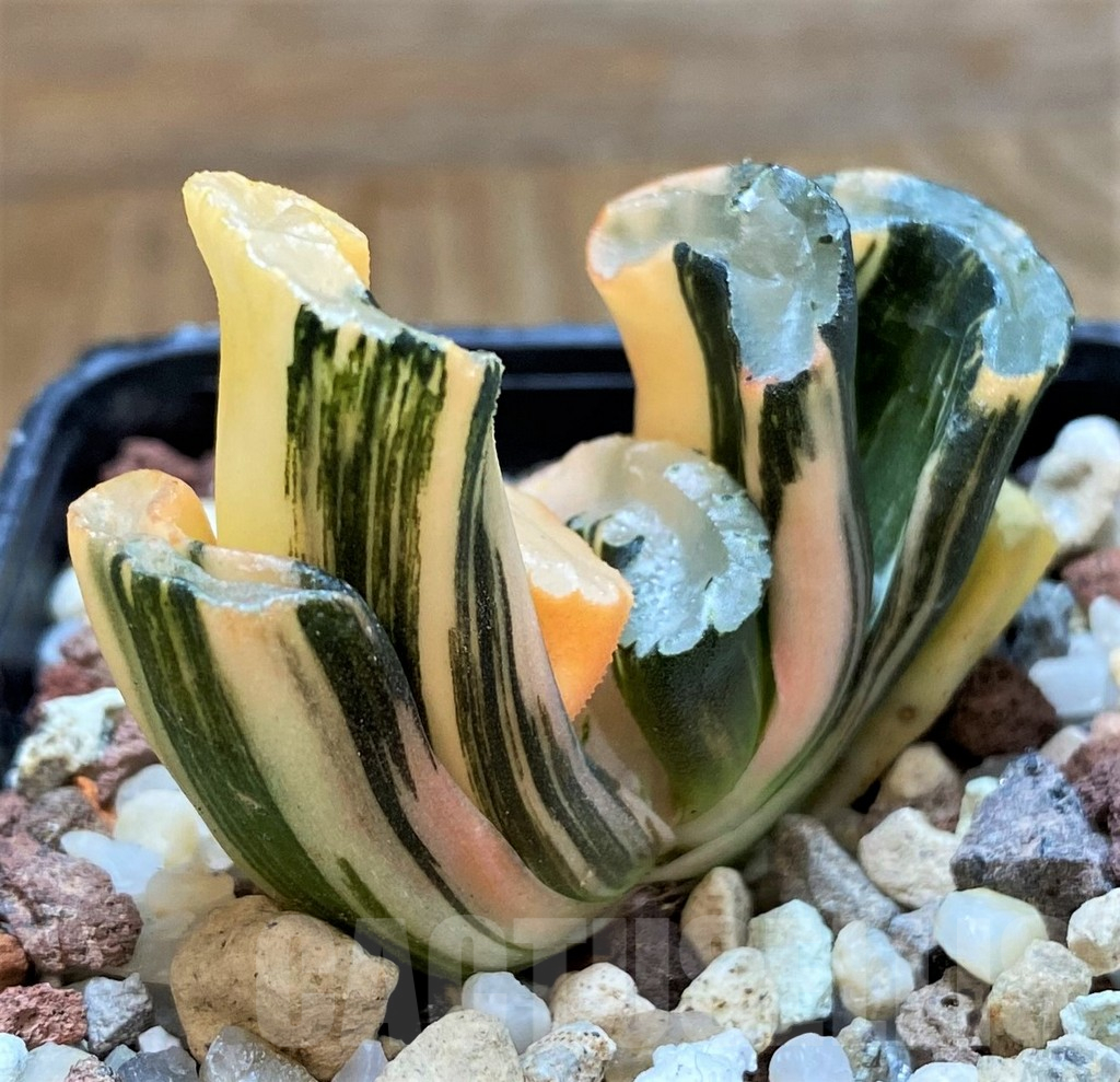 SH15088 Haworthia truncata f. variegata - Image 2