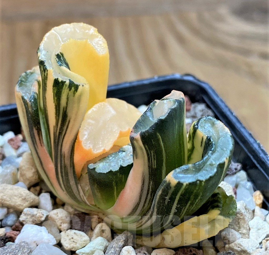 SH15088 Haworthia truncata f. variegata