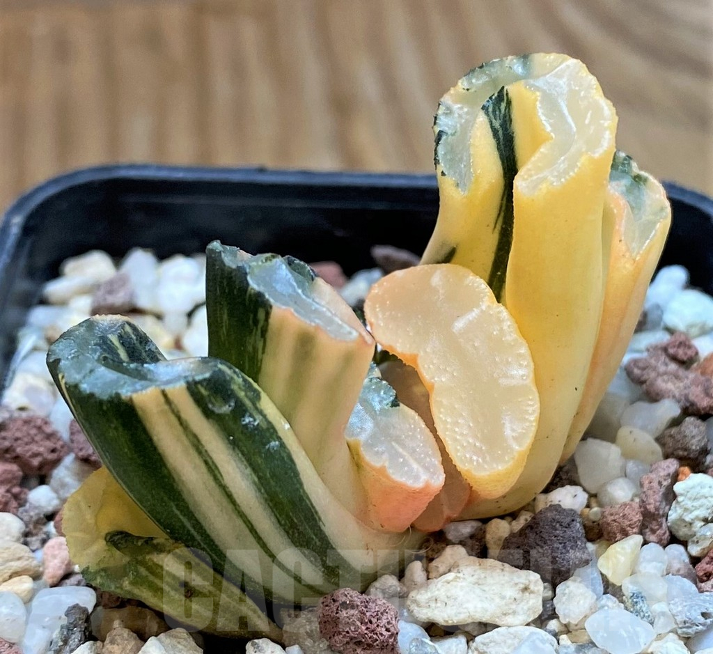 SH15088 Haworthia truncata f. variegata - Image 3