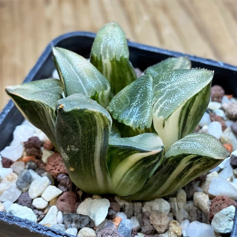SH15089 Haworthia bayeri f. variegata