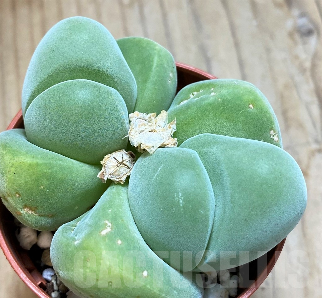 SH15090 Vanheerdea divergens - immagine 2