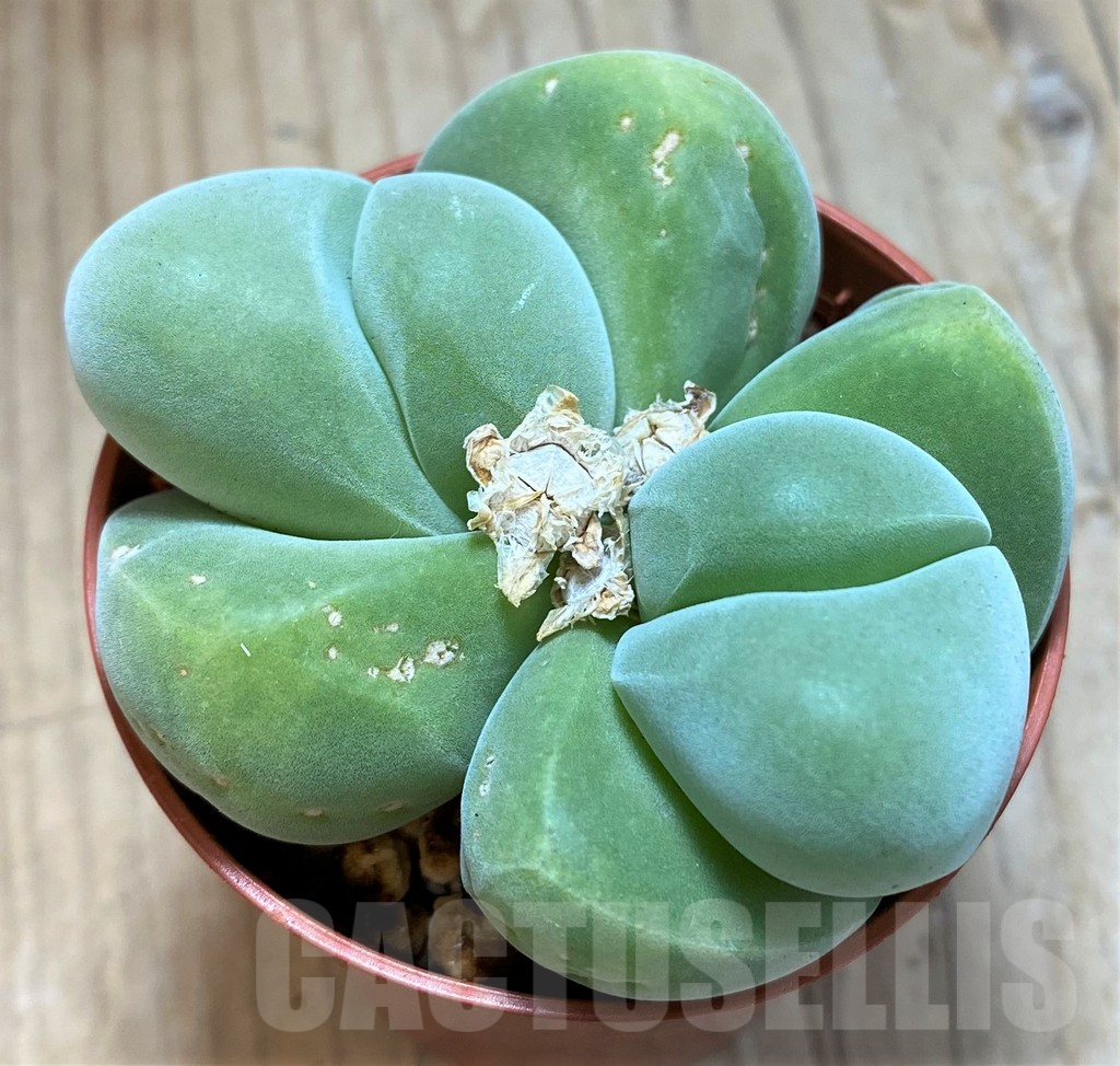 SH15090 Vanheerdea divergens