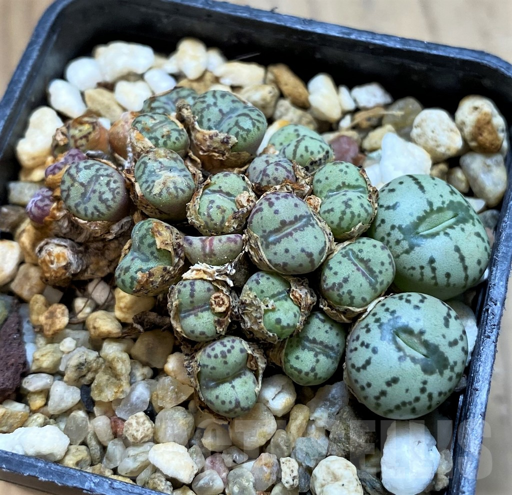 SH15092 Conophytum obcordellum mix, seedling - Obrázek 2
