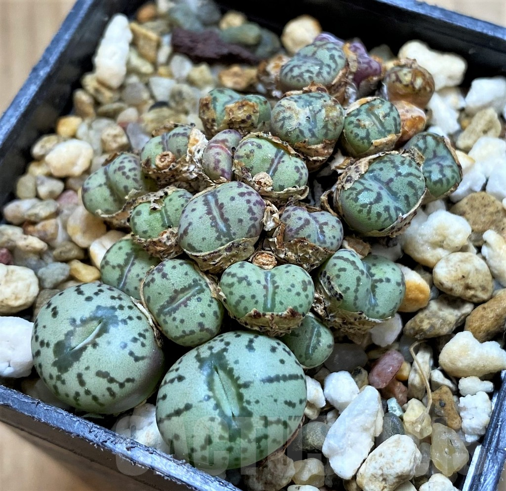 SH15092 Conophytum obcordellum mix, seedling