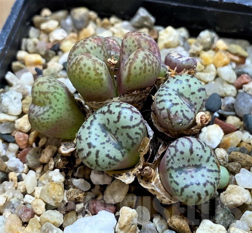 SH15093 Conophytum obcordellum mix, seedling - Obrázek 2