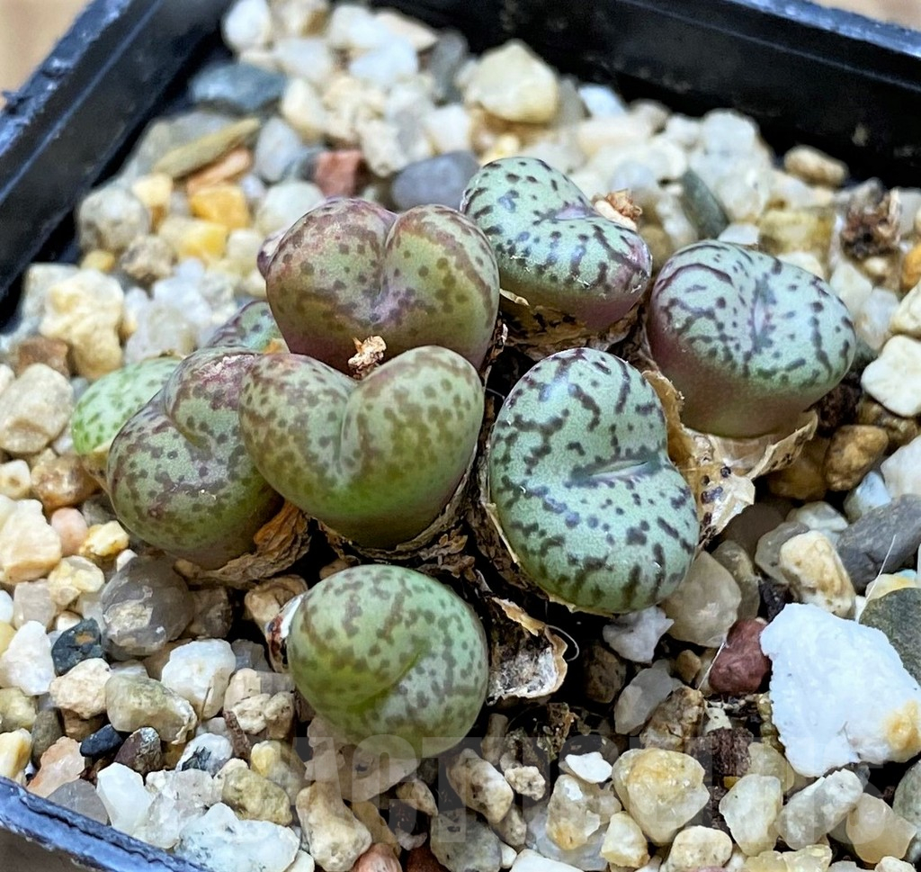 SH15093 Conophytum obcordellum mix, seedling