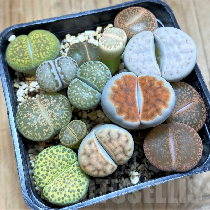 SH15094 Lithops mix