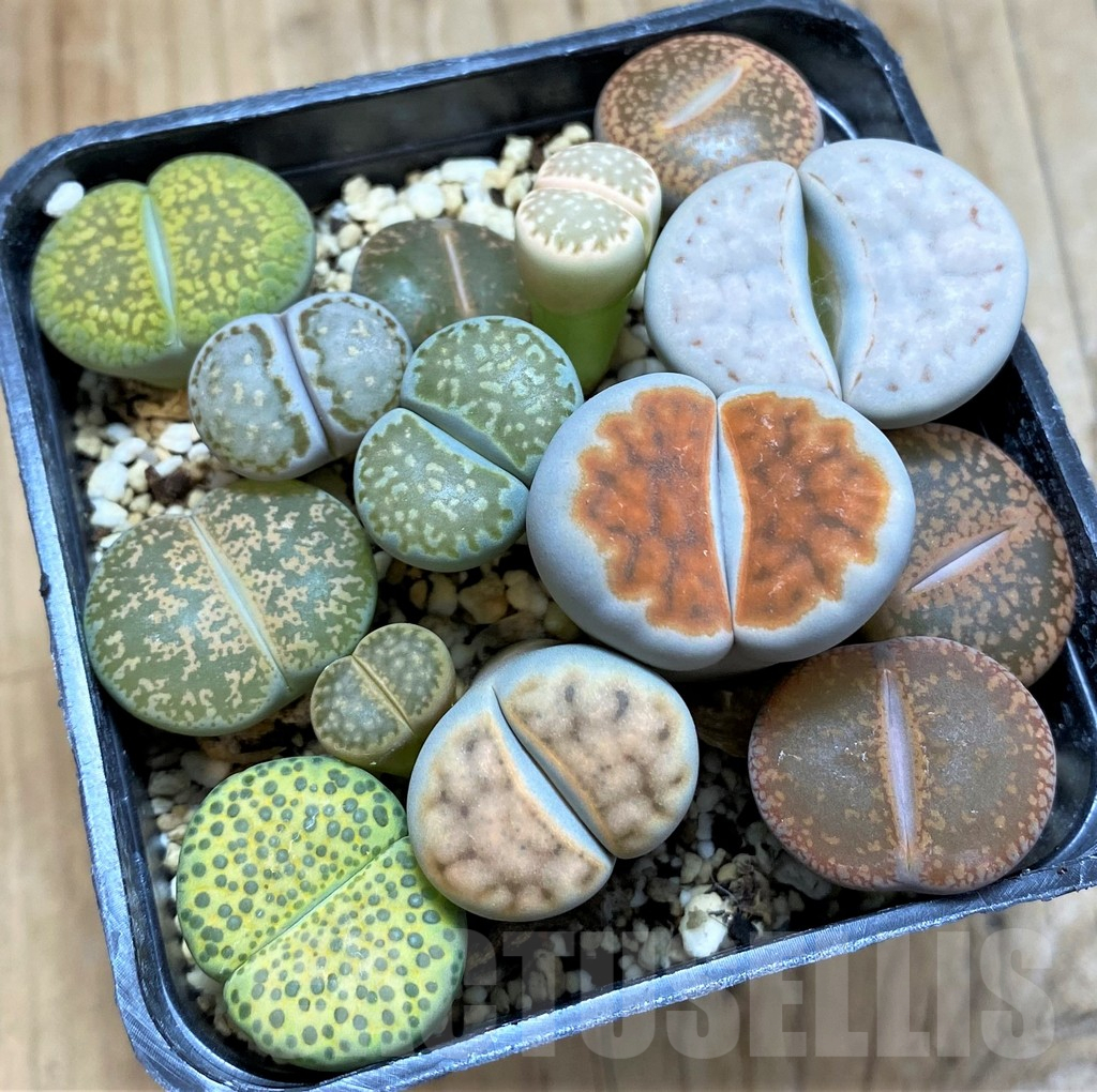 SH15094 Lithops mix