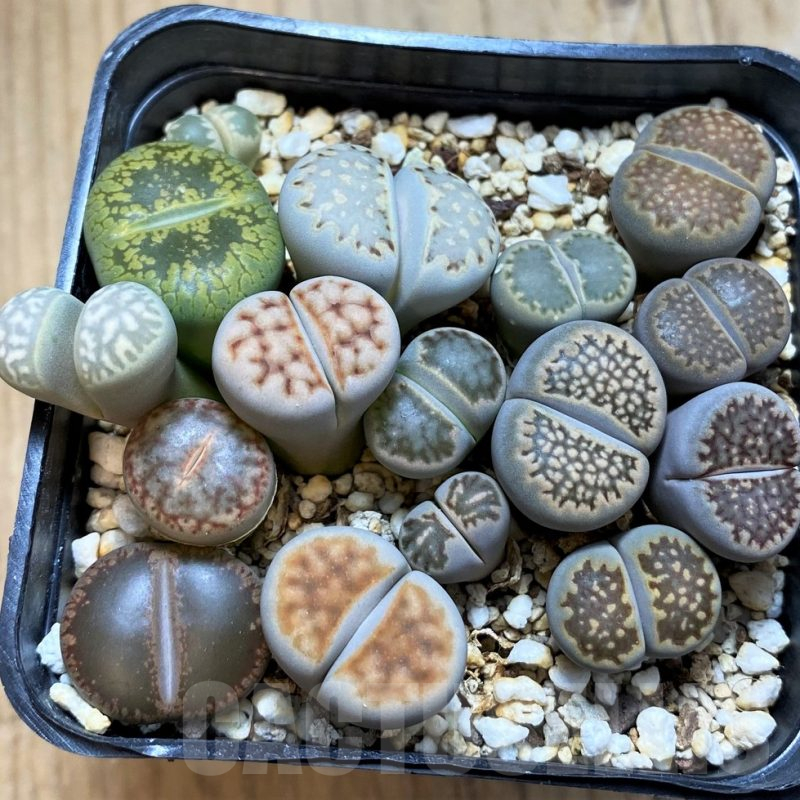 SH15095 Lithops mix