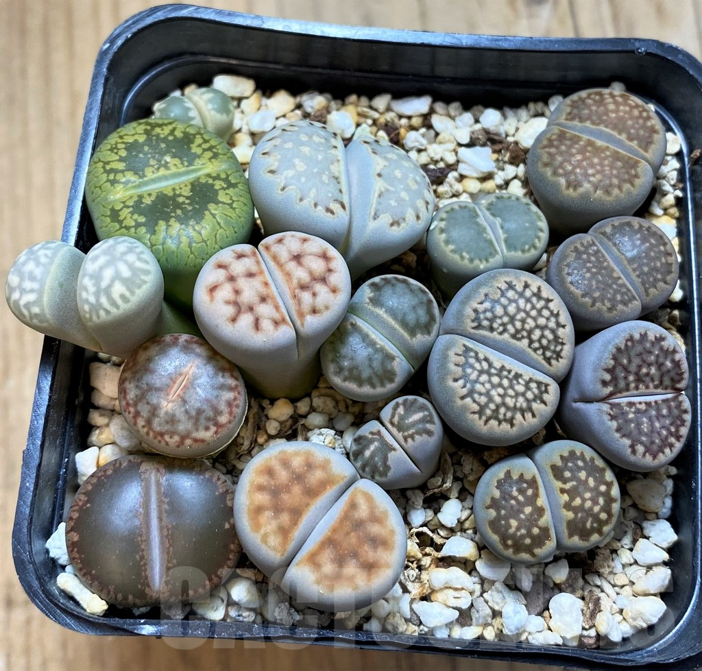 SH15095 Lithops mix