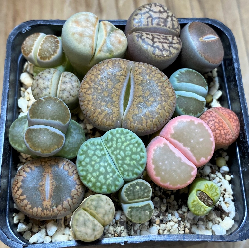 SH15096 Lithops mix
