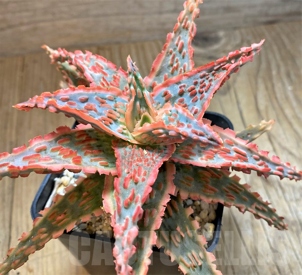 SH15097 Aloe TCT hybrid