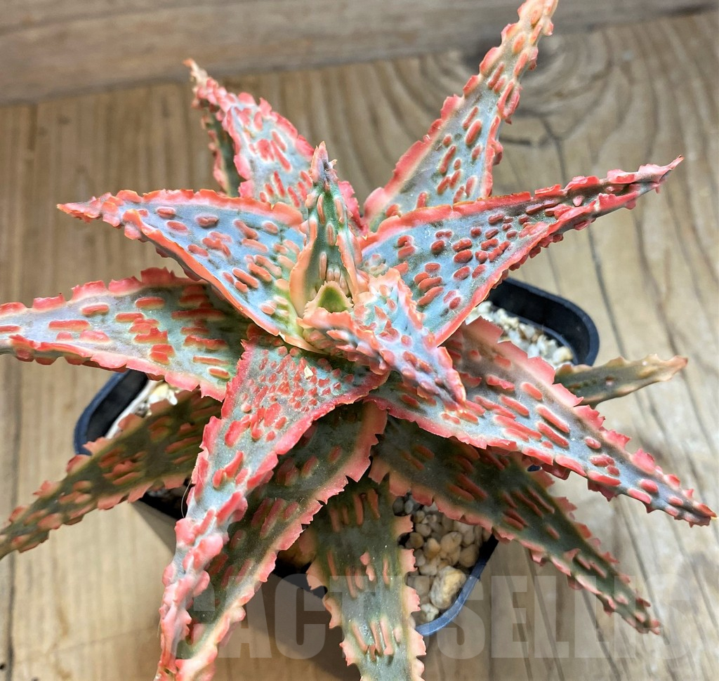 SH15097 Aloe TCT hybrid - immagine 2