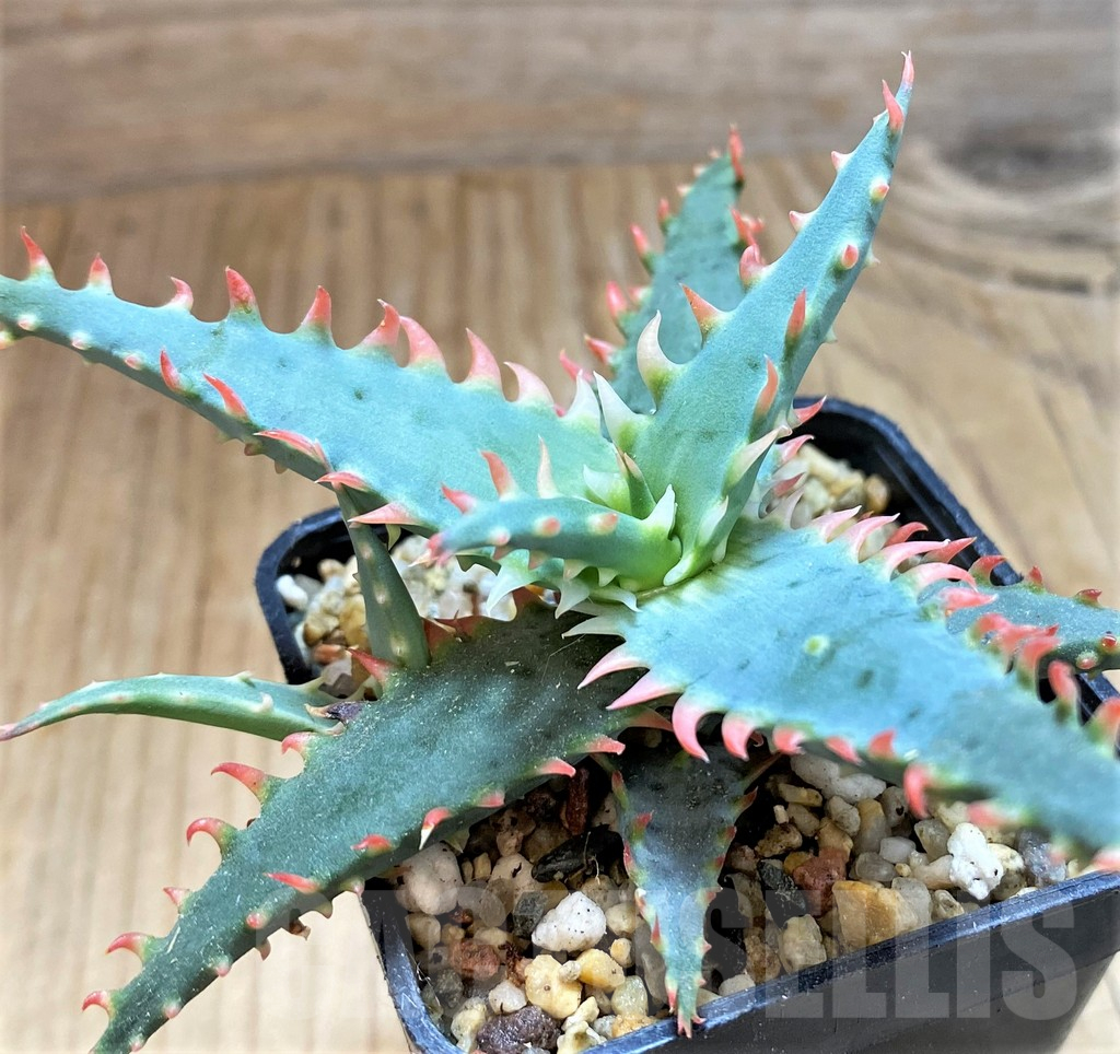 SH15098 Aloe TCT hybrid