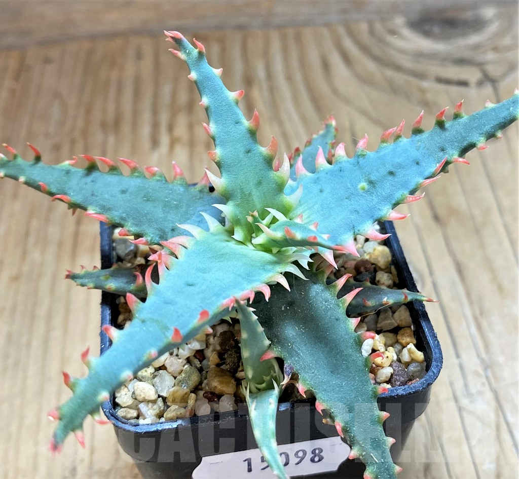SH15098 Aloe TCT hybrid - Image 2
