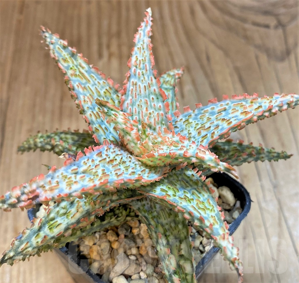 SH15099 Aloe TCT hybrid - Image 3