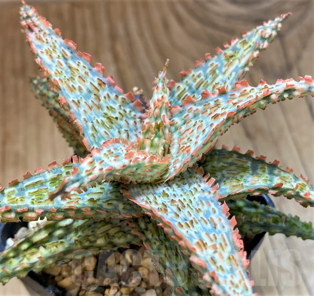 SH15099 Aloe TCT hybrid