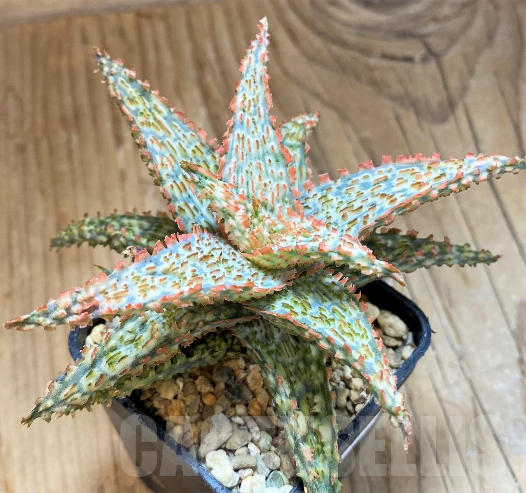 SH15099 Aloe TCT hybrid - Image 2