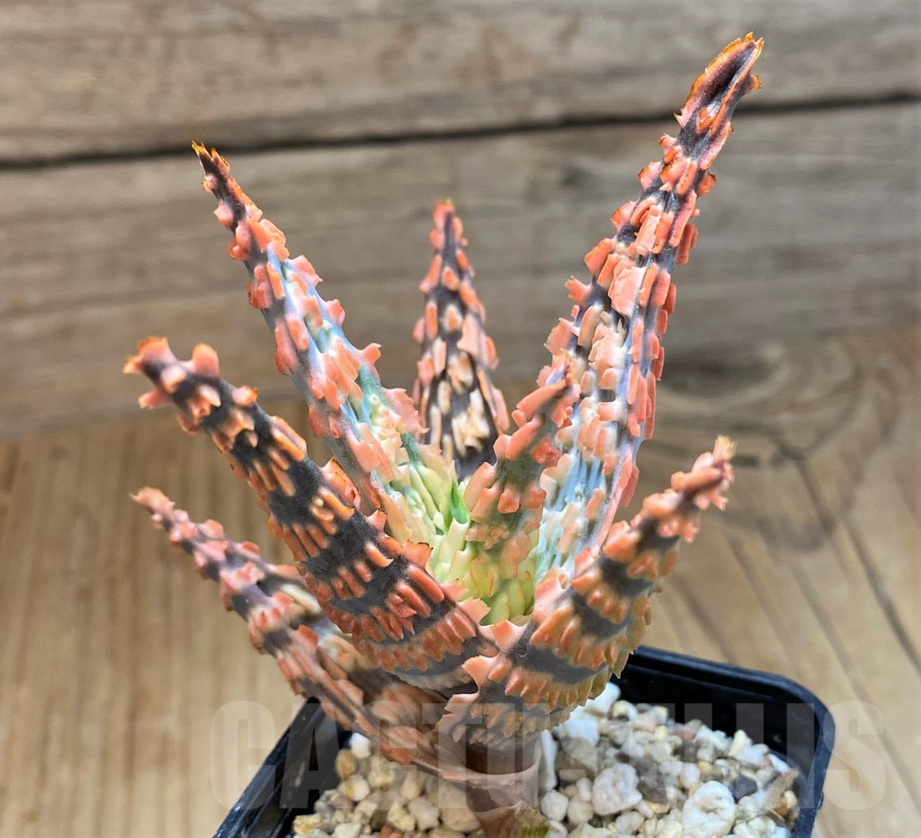 SH15101 Aloe TCT hybrid