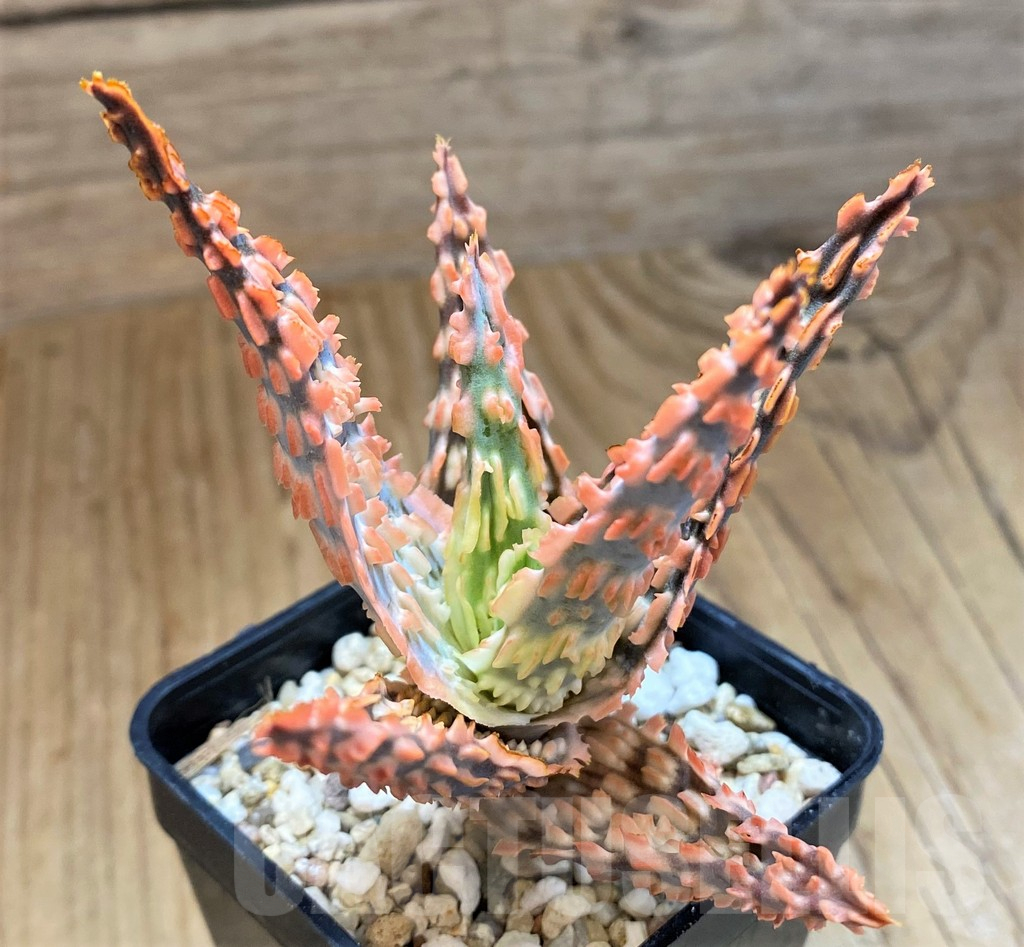 SH15101 Aloe TCT hybrid - Зображення 2