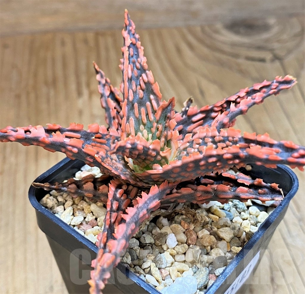 SH15103 Aloe TCT hybrid - Image 2