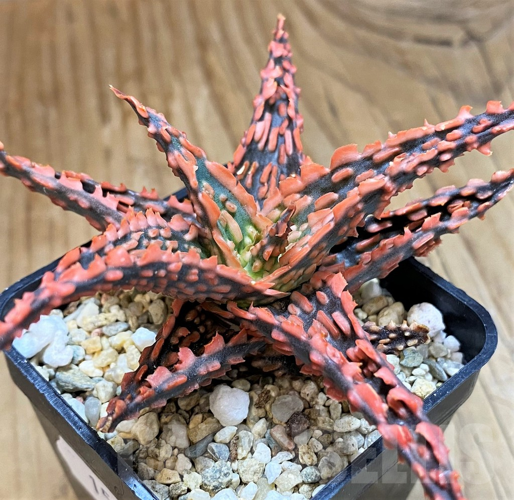 SH15103 Aloe TCT hybrid