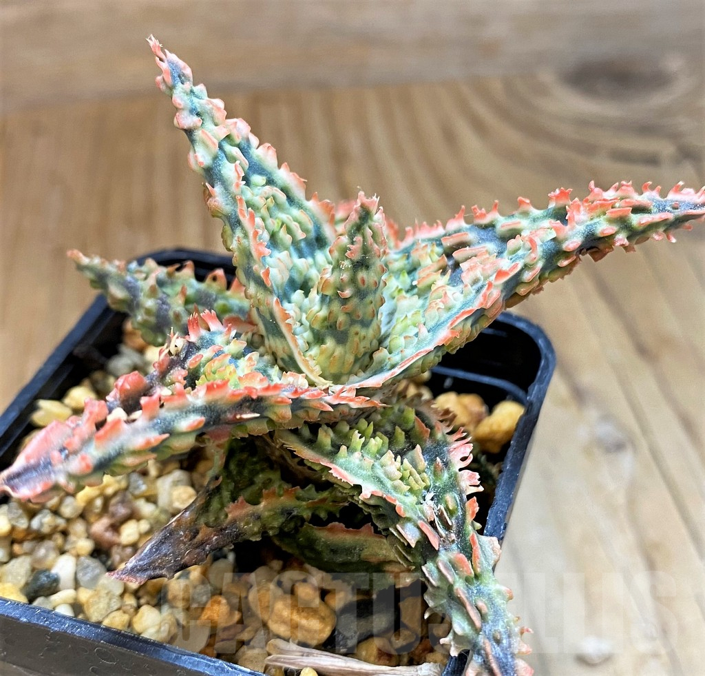 SH15105 Aloe TCT hybrid - immagine 2