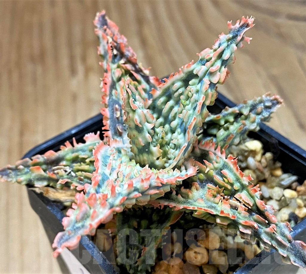 SH15105 Aloe TCT hybrid