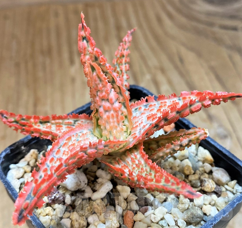 SH15106 Aloe TCT hybrid