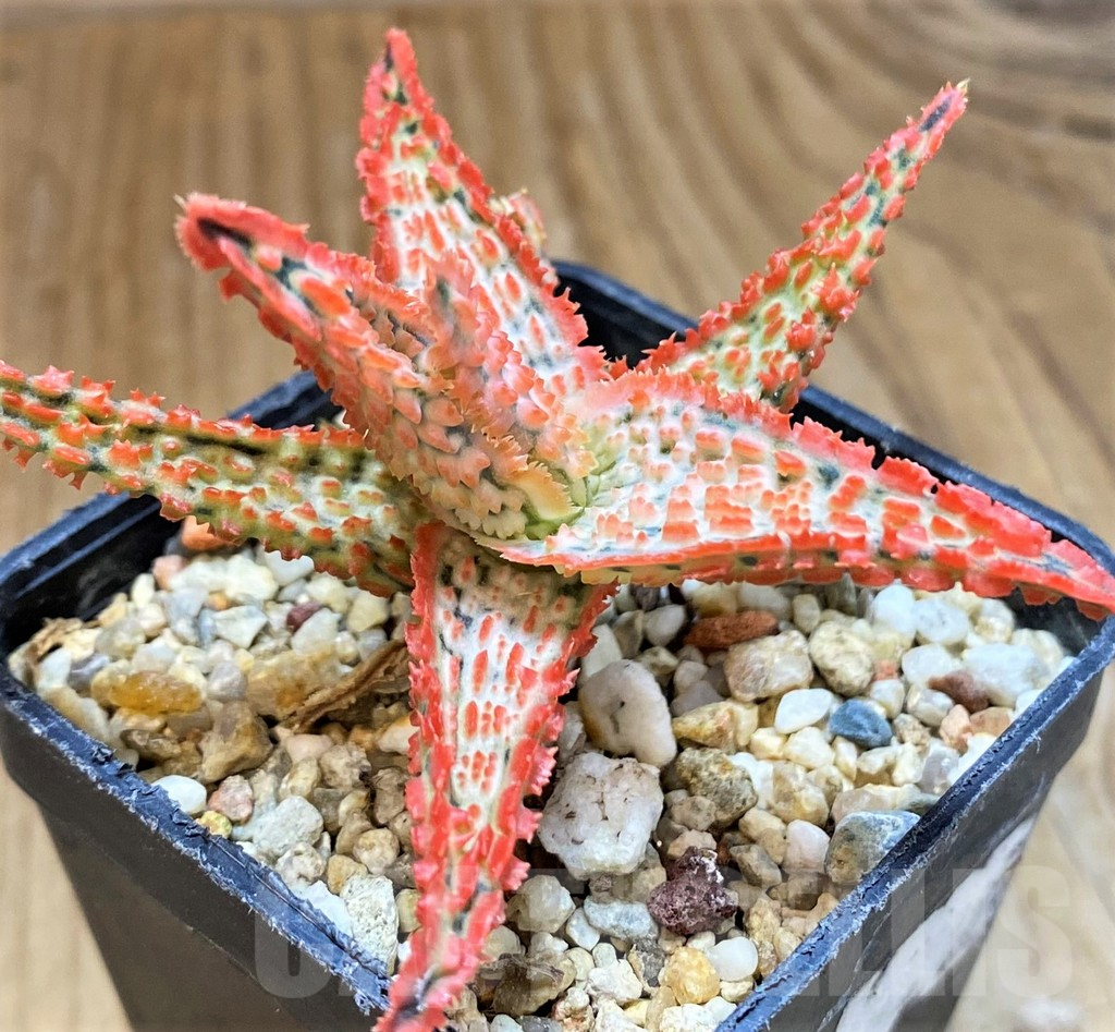 SH15106 Aloe TCT hybrid - immagine 2