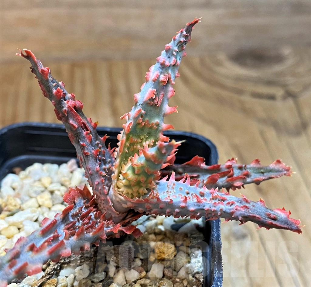 SH15107 Aloe TCT hybrid - immagine 2