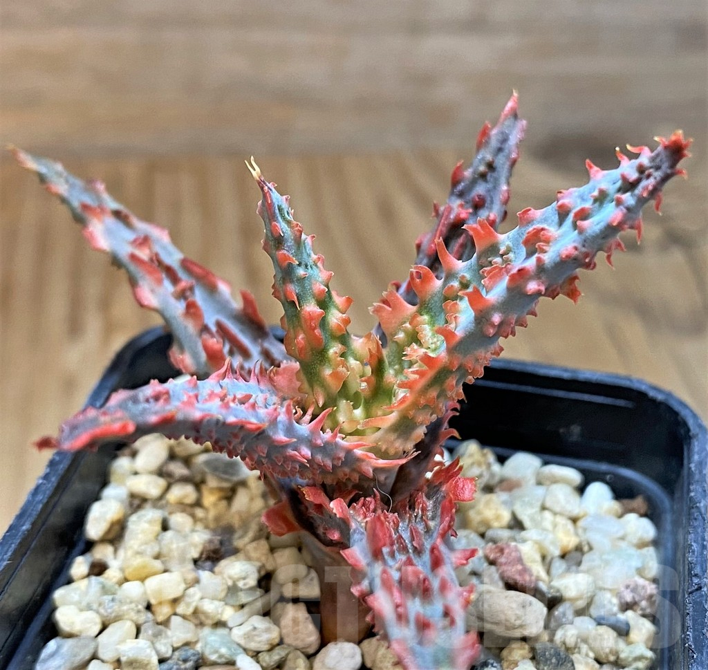 SH15107 Aloe TCT hybrid