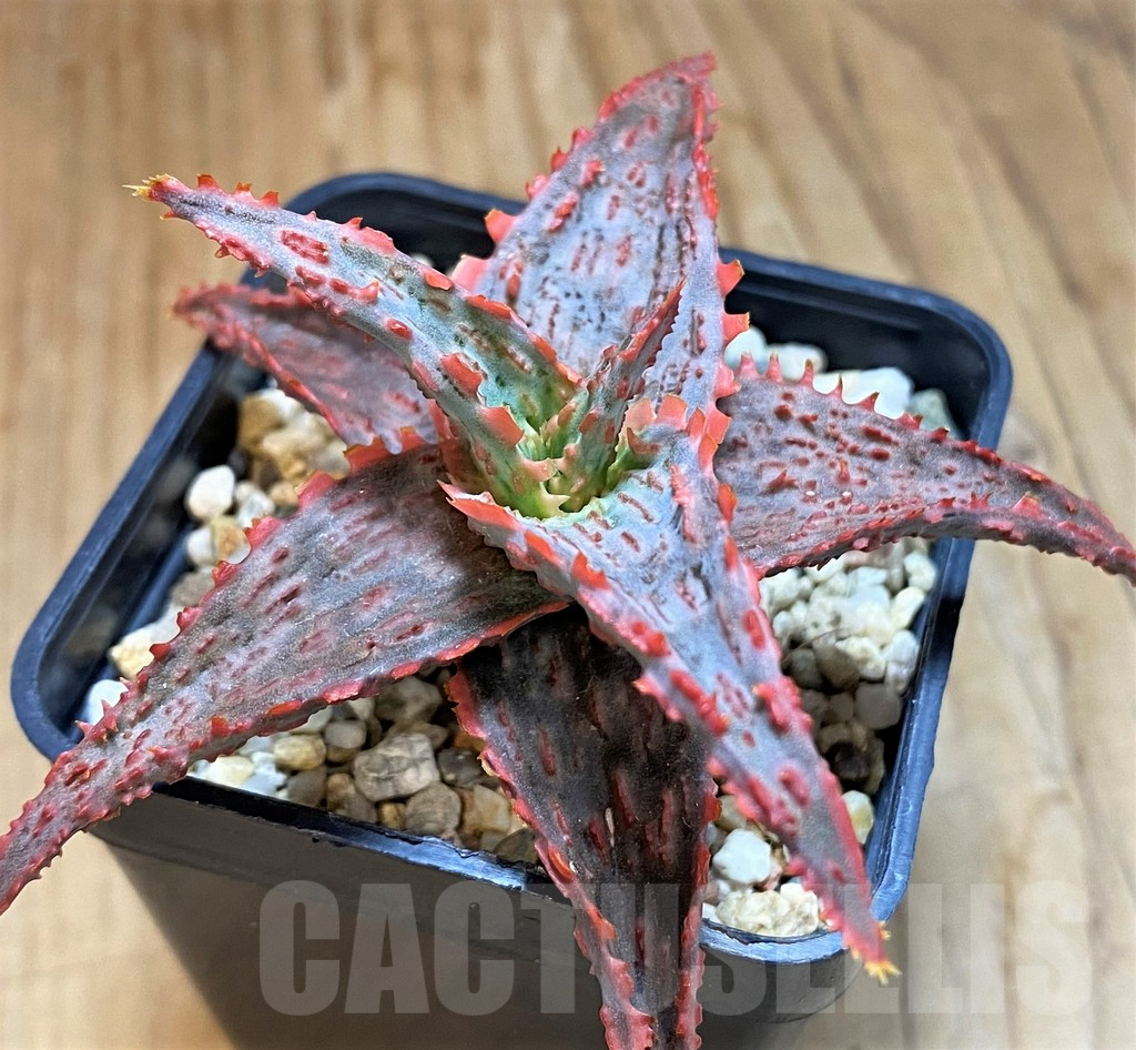 SH15108 Aloe TCT hybrid
