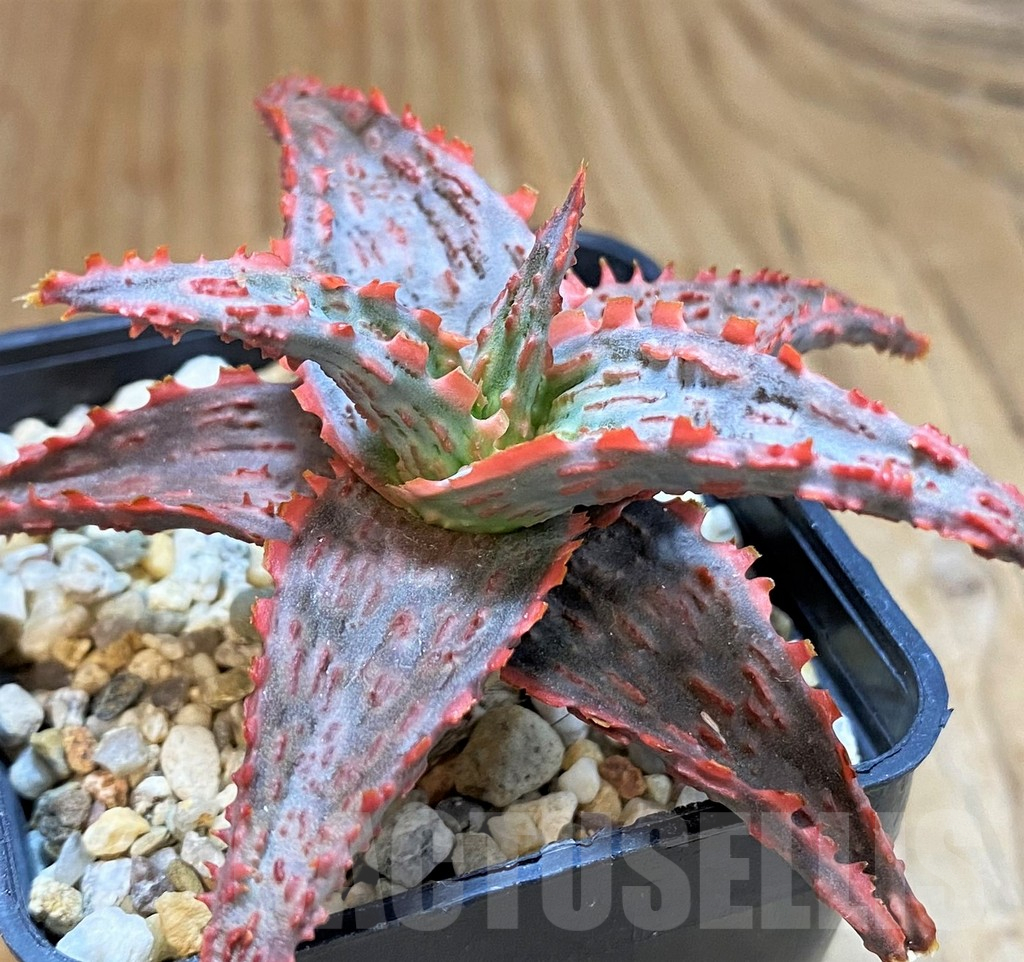 SH15108 Aloe TCT hybrid - immagine 2