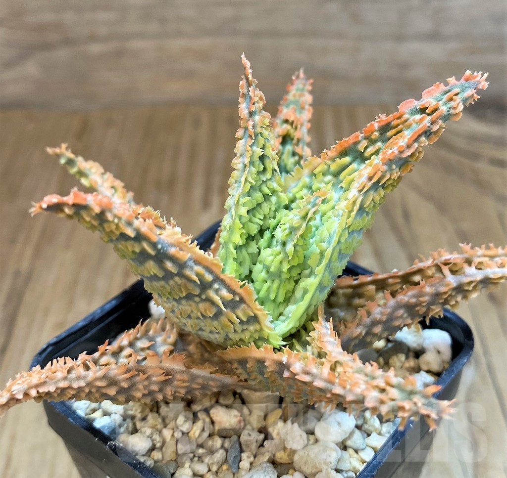 SH15109 Aloe TCT hybrid - immagine 2