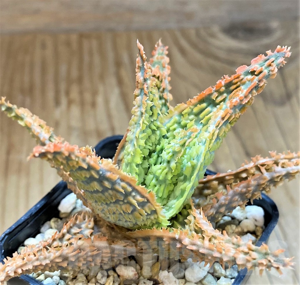 SH15109 Aloe TCT hybrid