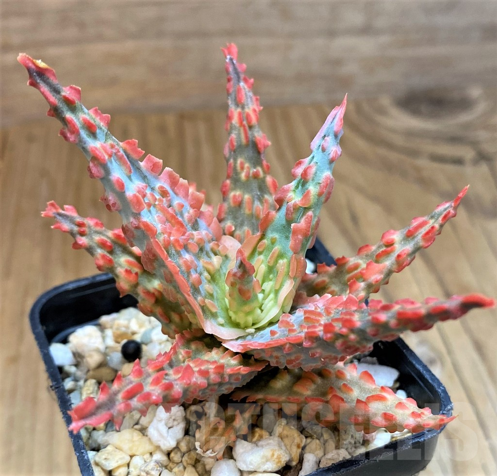 SH15110 Aloe TCT hybrid