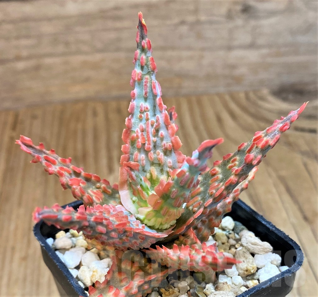 SH15110 Aloe TCT hybrid – Bild 2