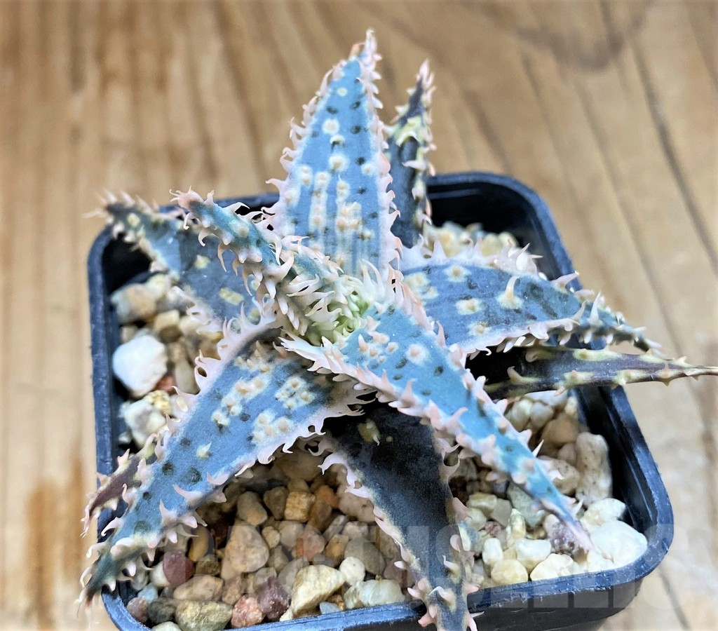 SH15111 Aloe TCT hybrid - immagine 2