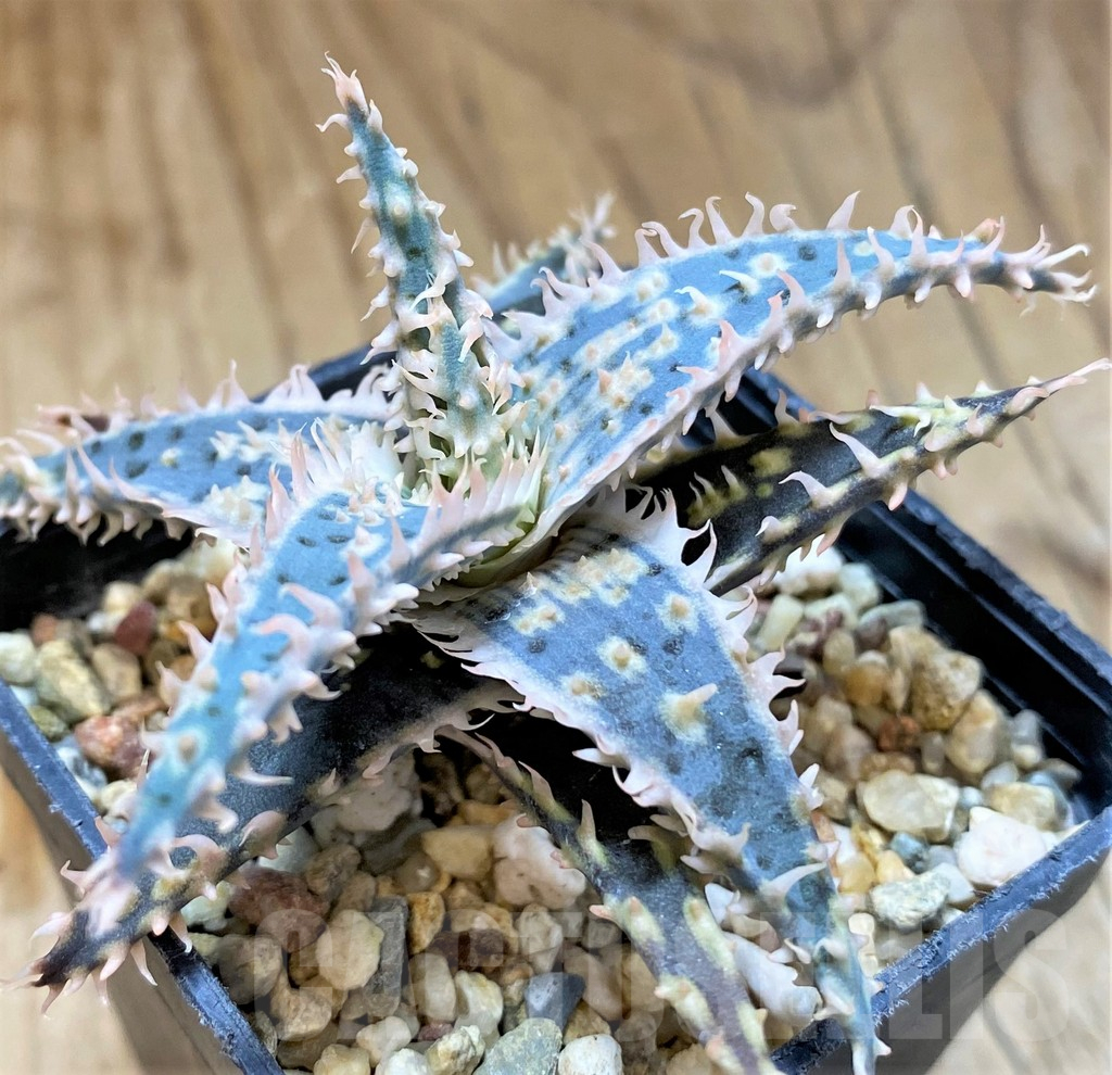 SH15111 Aloe TCT hybrid