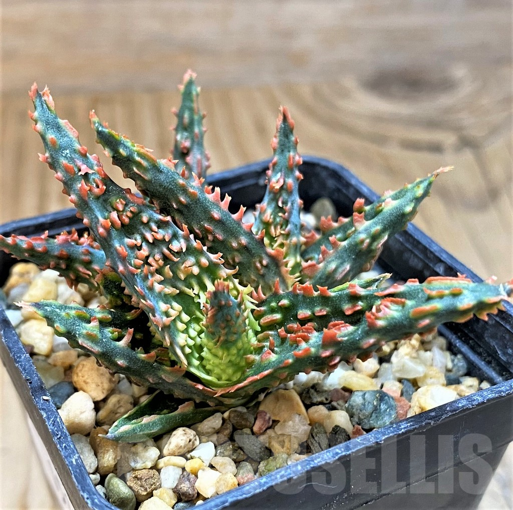 SH15112 Aloe TCT hybrid