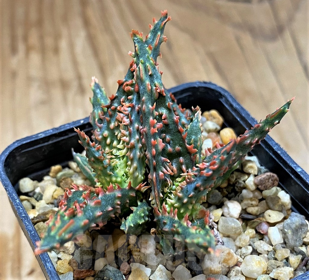 SH15112 Aloe TCT hybrid - Зображення 2