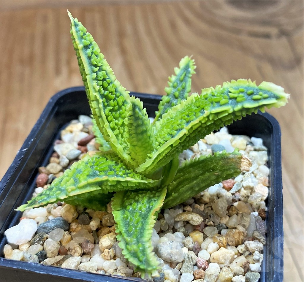 SH15113 Aloe TCT hybrid