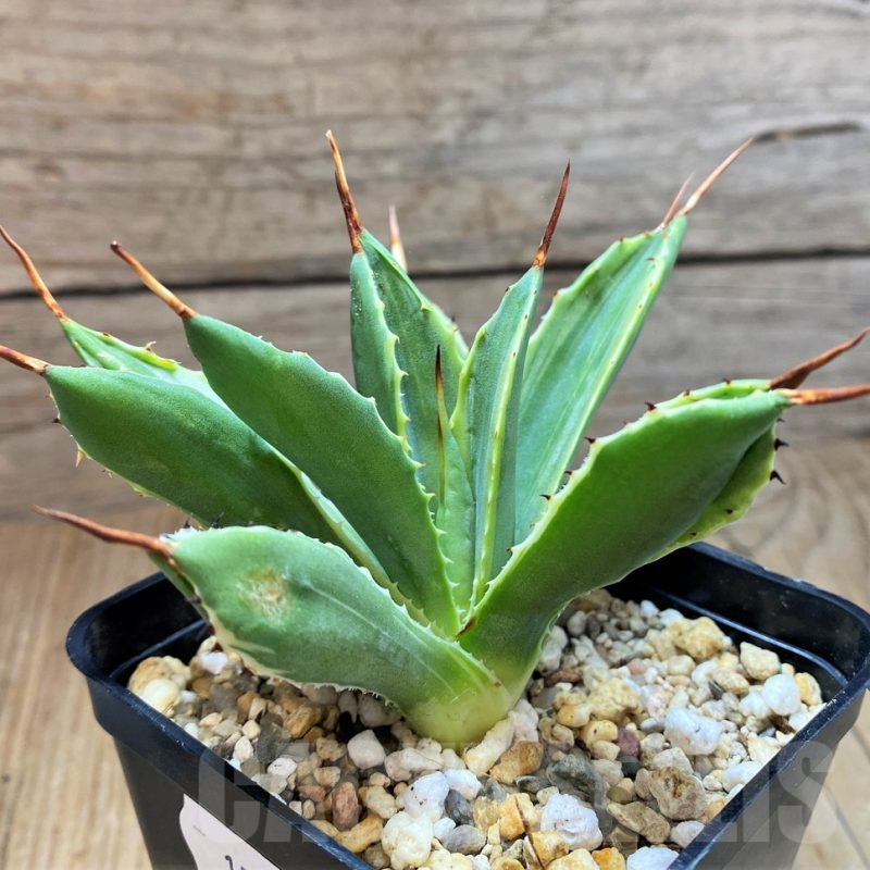 SH15058 Agave 'Cubic' f. variegata