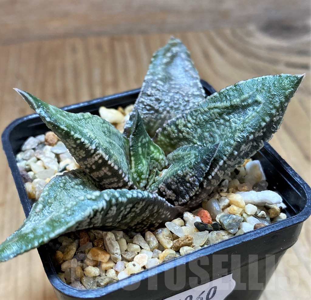 SH15060 Gasteria ellaphieae - immagine 3