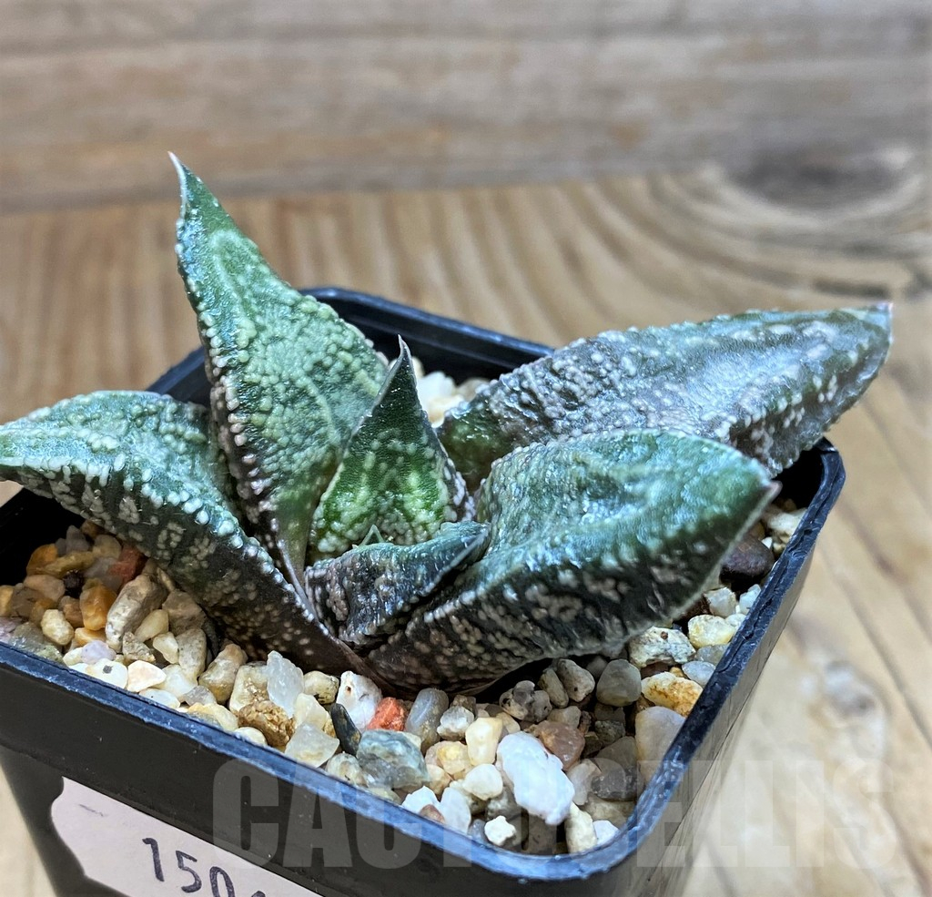 SH15060 Gasteria ellaphieae - immagine 2
