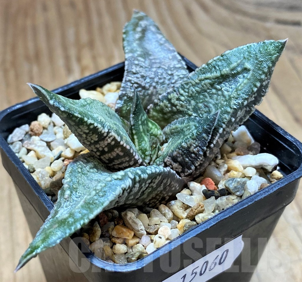 SH15060 Gasteria ellaphieae