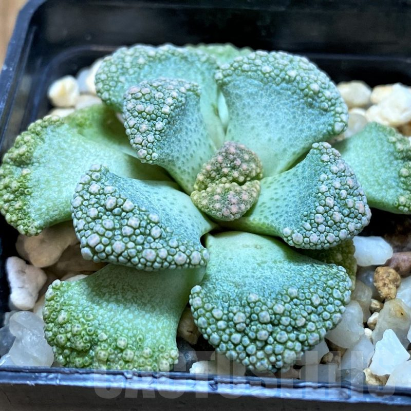 SH15063 Titanopsis calcarea