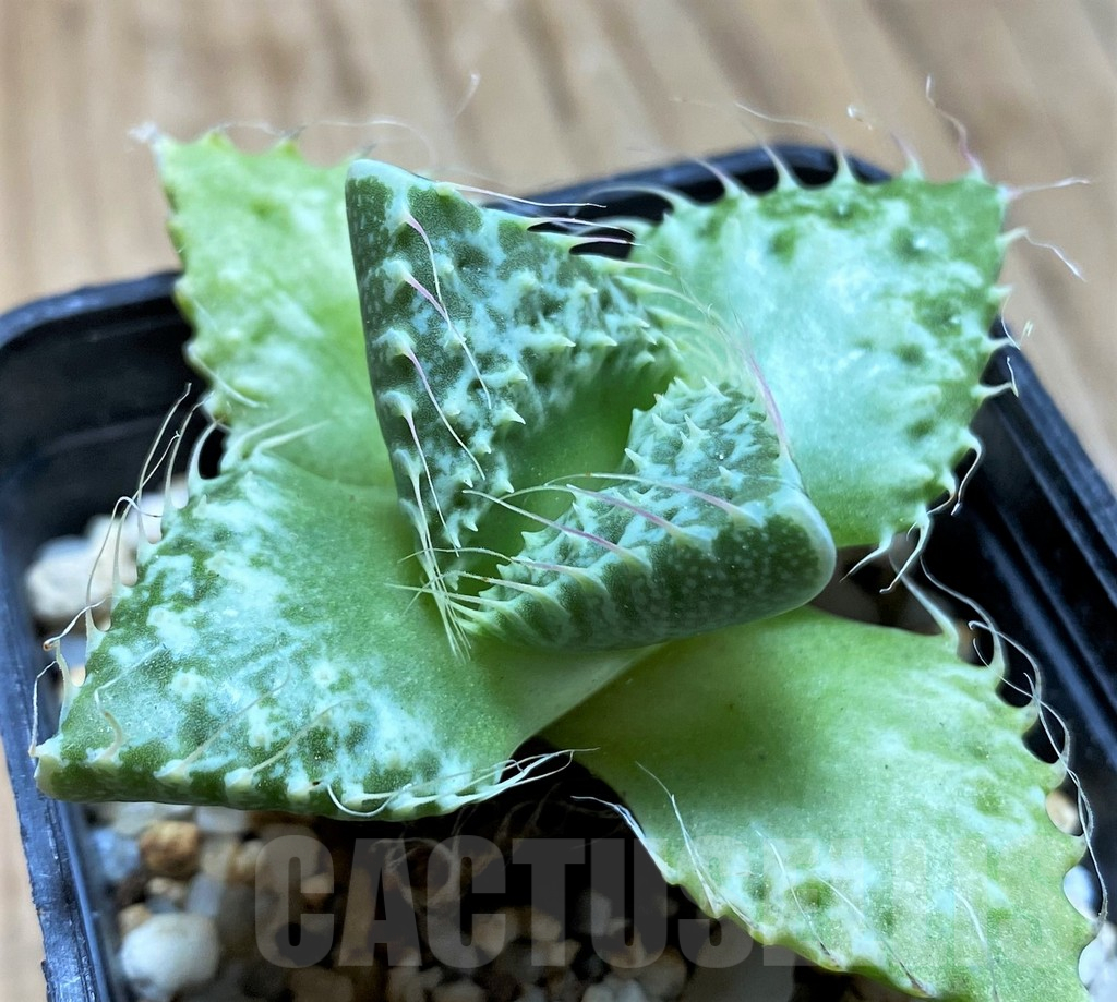 SH15065 Faucaria tuberculosa -Japan-