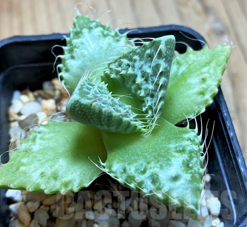 SH15065 Faucaria tuberculosa -Japan- - immagine 2
